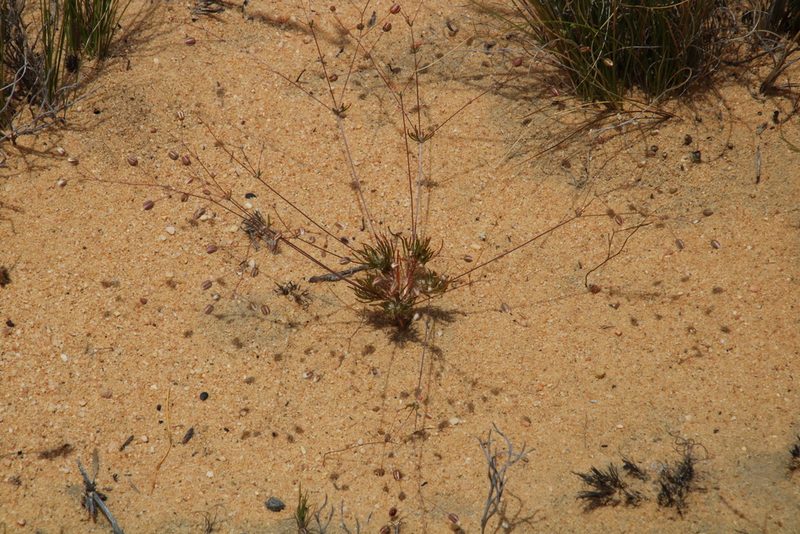 Pharnaceum dichotomum, photographed by Tony Rebelo