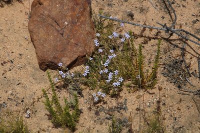 Wahlenbergia oxyphylla, photographed by Tony Rebelo