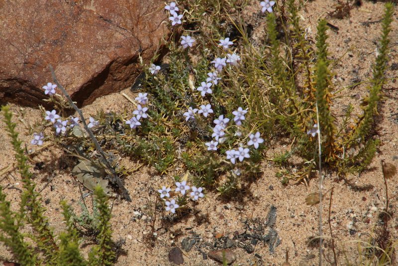 Wahlenbergia oxyphylla, photographed by Tony Rebelo