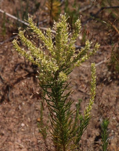 Microdon polygaloides, photographed by Tony Rebelo