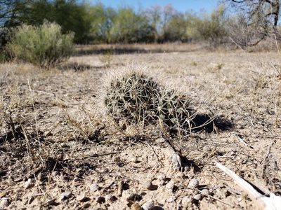 Coryphantha robustispina, photographed by Alex Abair