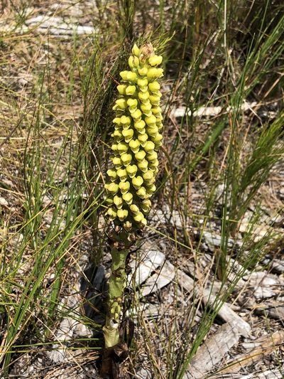 Corycium bicolorum, photographed by Dave U