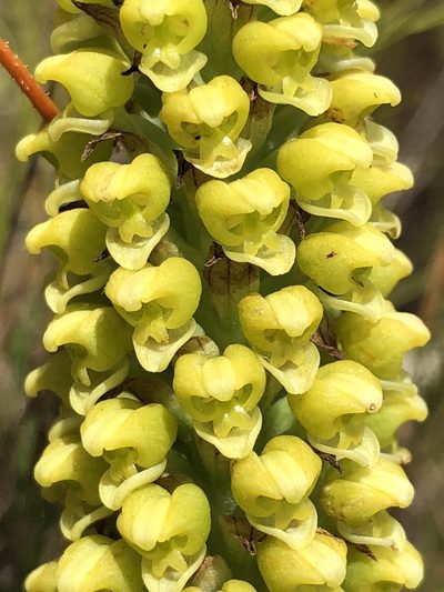 Corycium bicolorum, photographed by Dave U