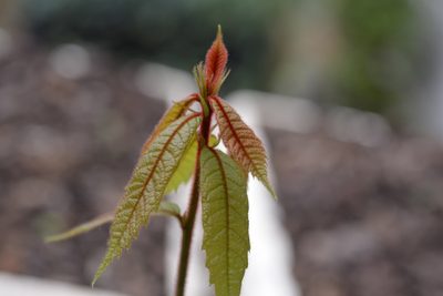Quercus insignis, photographed by Neptalí Ramírez Marcial