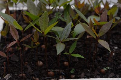 Quercus sapotifolia, photographed by Neptalí Ramírez Marcial