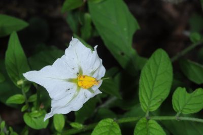 Solanum chacoense, photographed by aacocucci