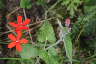 Oxypetalum coccineum, photographed by aacocucci