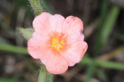 Krapovickasia flavescens, photographed by aacocucci