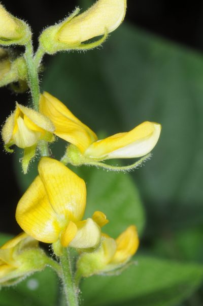 Rhynchosia edulis, photographed by aacocucci