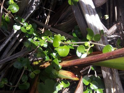 Coprosma neglecta, photographed by Peter de Lange