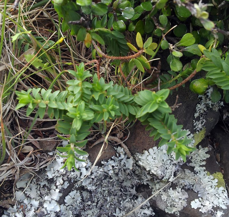Pimelea eremitica, photographed by Peter de Lange