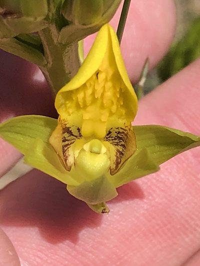 Eulophia litoralis, photographed by Dave U