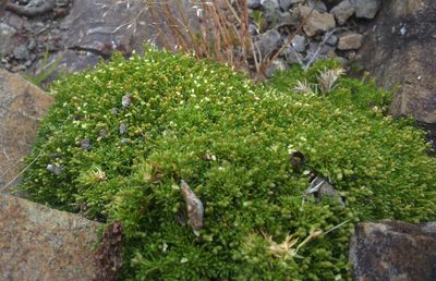 Scleranthus biflorus, photographed by Peter de Lange