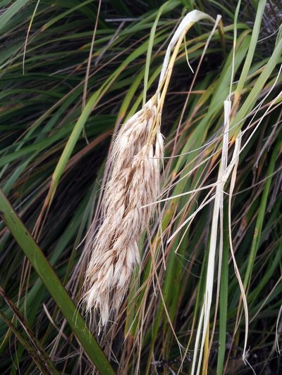 Chionochloa bromoides, photographed by Peter de Lange