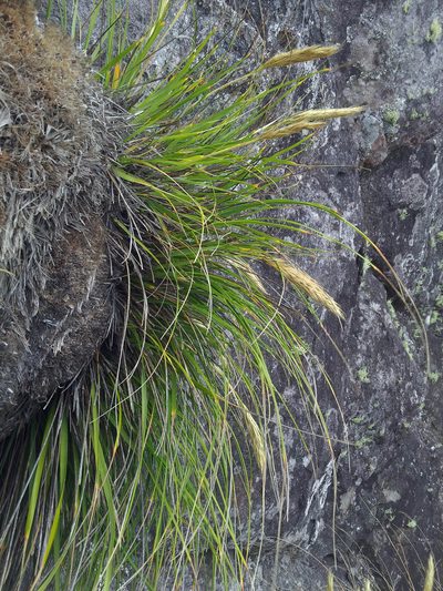 Chionochloa bromoides, photographed by Peter de Lange