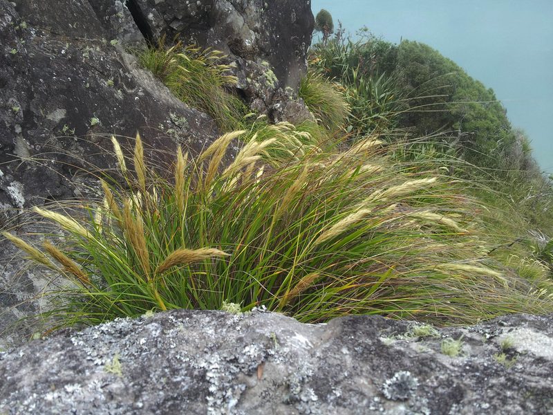 Chionochloa bromoides, photographed by Peter de Lange