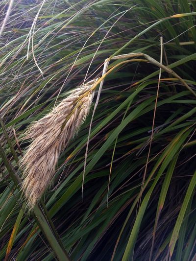Chionochloa bromoides, photographed by Peter de Lange