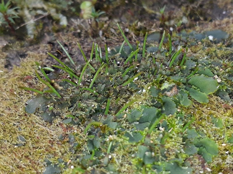 Phaeomegaceros hirticalyx, photographed by Leon Perrie