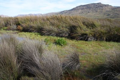 Villarsia capensis, photographed by Tony Rebelo