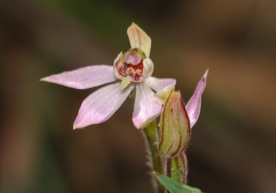 Caladenia mentiens, photographed by Rolf Lawrenz