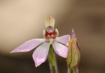 Caladenia mentiens, photographed by Rolf Lawrenz