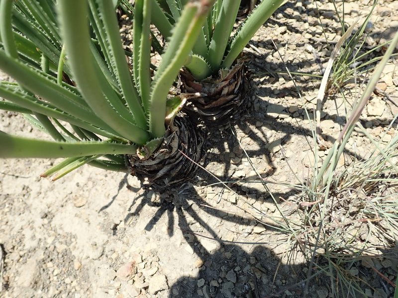 Aloe dominella, photographed by Peter Warren