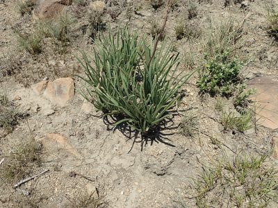 Aloe dominella, photographed by Peter Warren