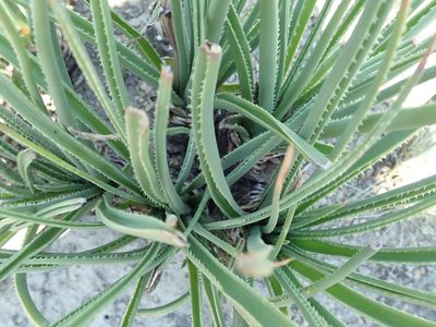 Aloe dominella, photographed by Peter Warren