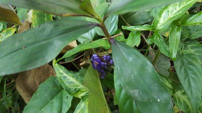 Dichorisandra thyrsiflora, photographed by alessandradalia