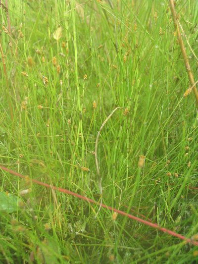 Eleocharis nitida, photographed by Allan Harris