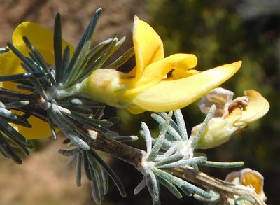 Aspalathus rostrata, photographed by Charles Stirton