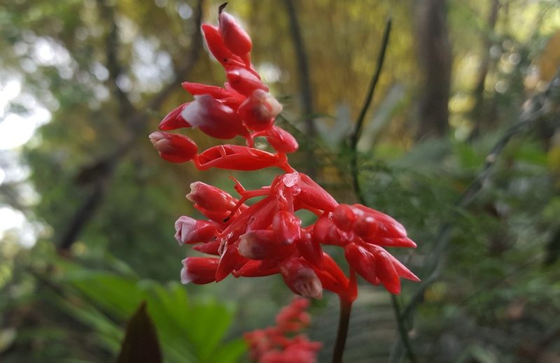 Stromanthe thalia, photographed by alessandradalia