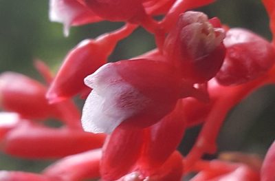 Stromanthe thalia, photographed by alessandradalia