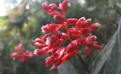 Stromanthe thalia, photographed by alessandradalia