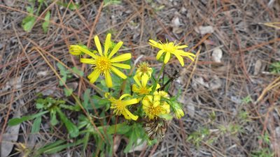 Chrysopsis subulata, photographed by Valerie Anderson