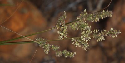 Tribolium hispidum, photographed by Tony Rebelo
