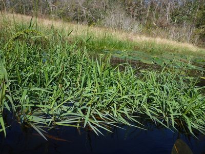Hymenachne amplexicaulis, photographed by mfeaver