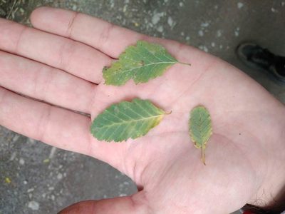 Nothofagus obliqua, photographed by Cristian Riquelme