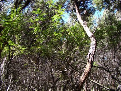 Sophora tetraptera, photographed by Lisa Bennett