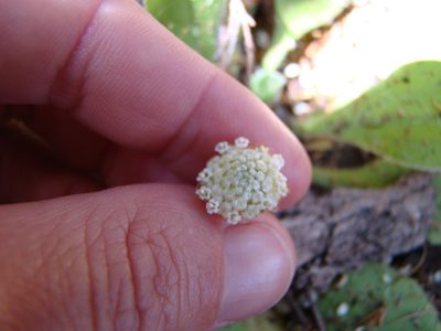 Craspedia minor, photographed by Lisa Bennett