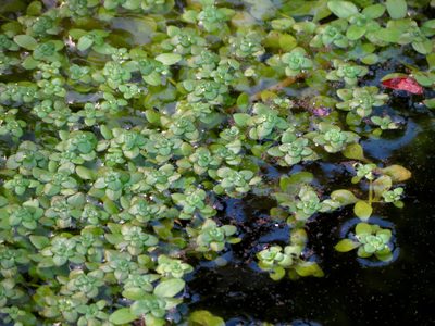 Callitriche petriei, photographed by Katja Schulz