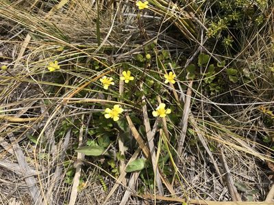 Ranunculus enysii, photographed by Pieter Pelser