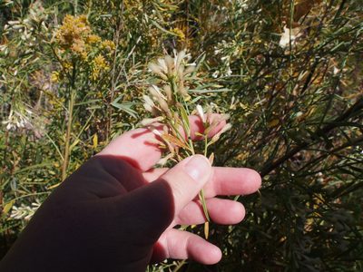 Baccharis salicina, photographed by Lena Struwe