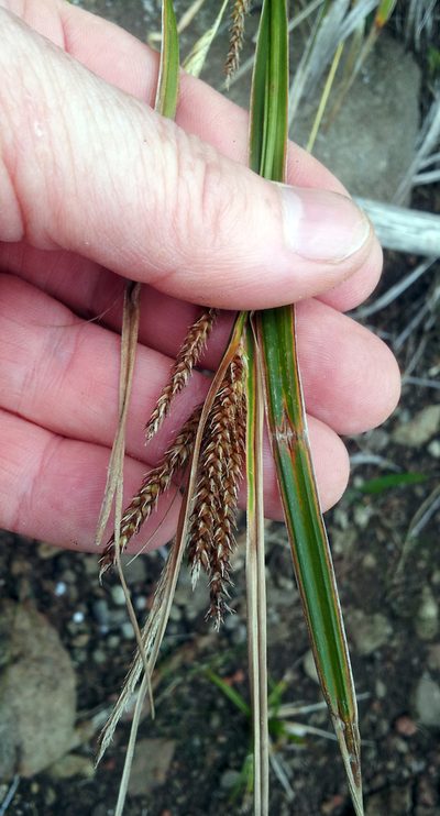 Carex spinirostris, photographed by Peter de Lange