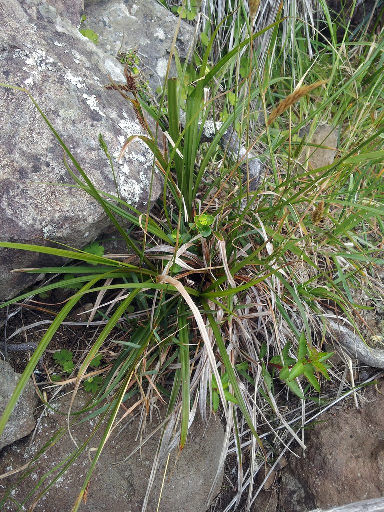 Carex spinirostris, photographed by Peter de Lange