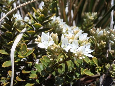 Veronica canterburiensis, photographed by Linda Johnson