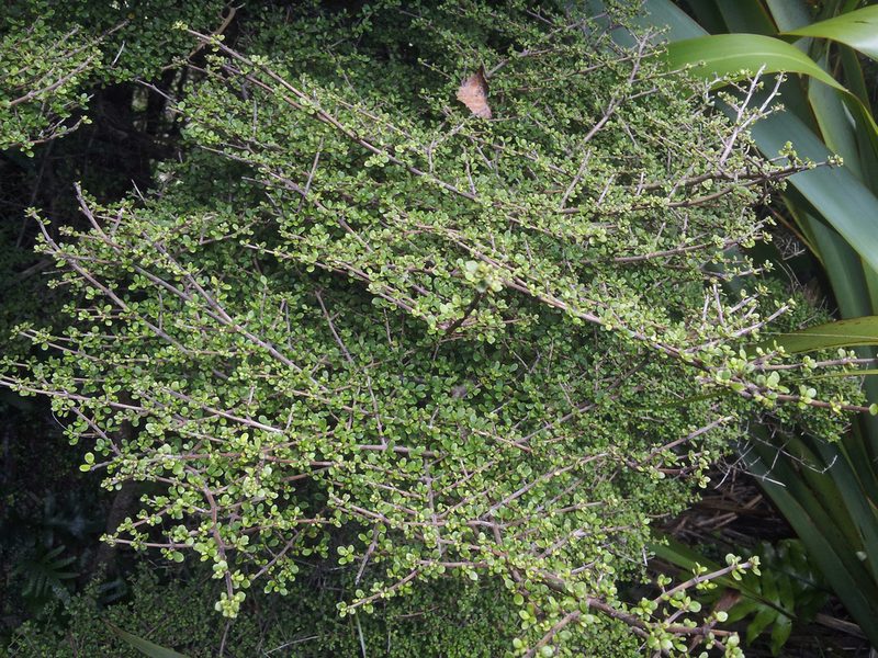 Coprosma parviflora, photographed by Peter de Lange
