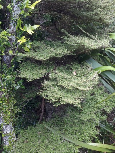Coprosma parviflora, photographed by Peter de Lange