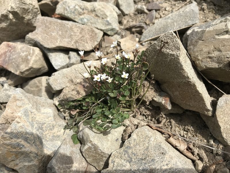 Cardamine glara, photographed by Pieter Pelser