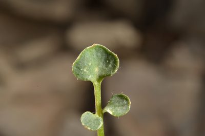 Cardamine glara, photographed by Pieter Pelser